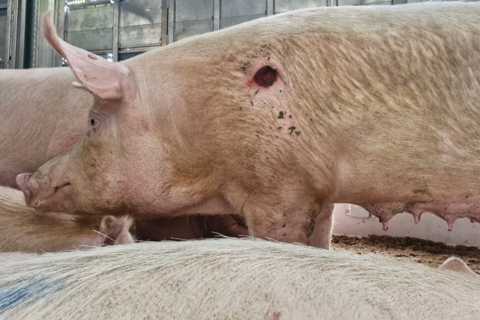 Schweine verletzt oder eingeklemmt: Tiertransporte auf A4 kontrolliert