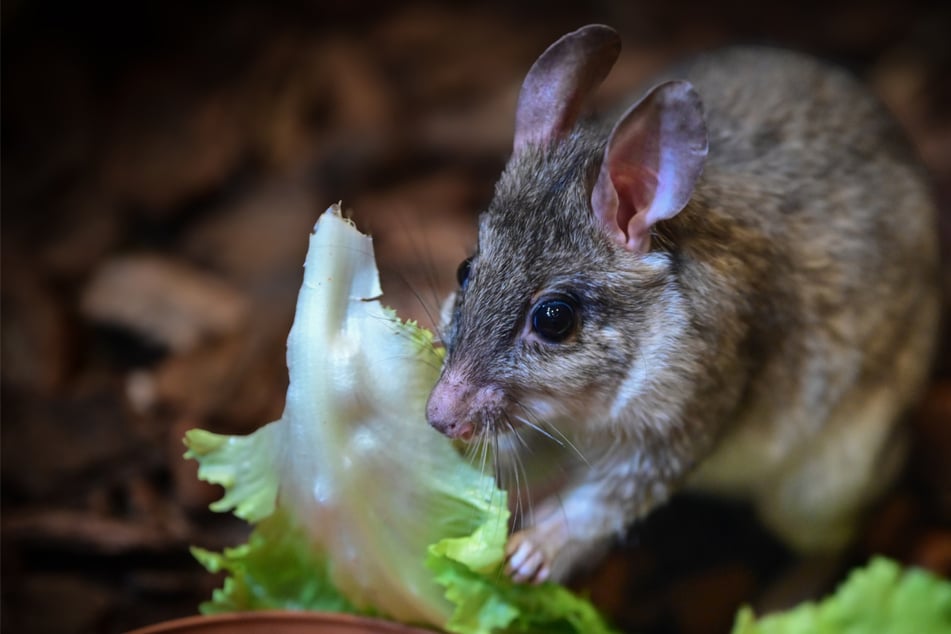 Premiere im Kölner Zoo: Seltene Madagaskar-Springratte ist eingezogen