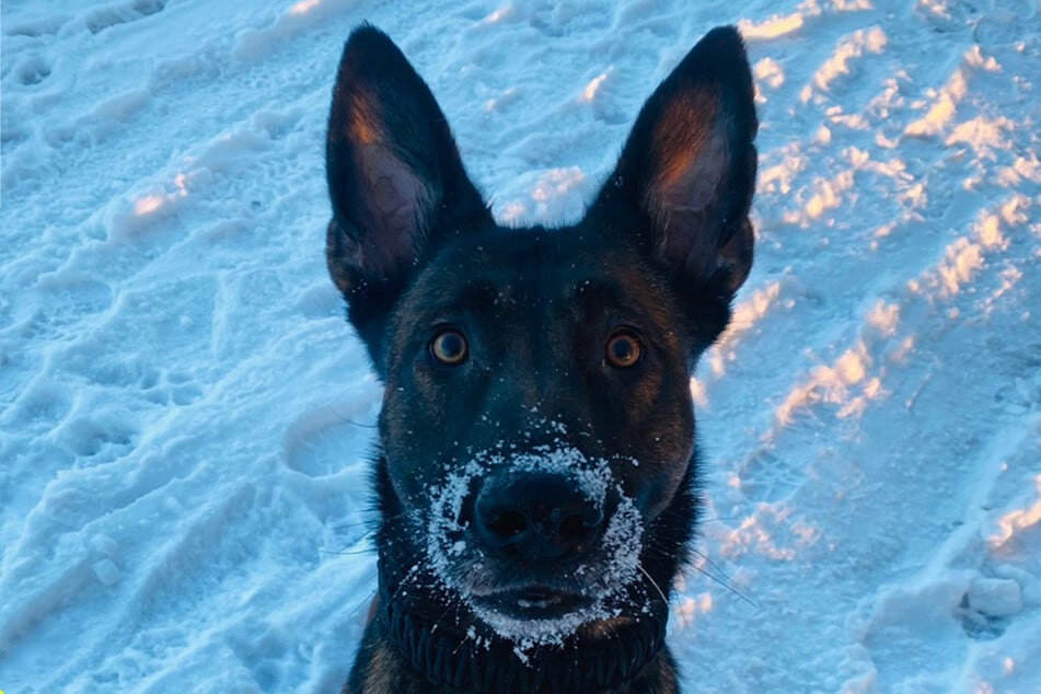 Die Polizei Köln lobt ihren vierbeinigen Kollegen auf ganzer Spur.