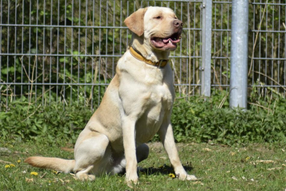 Hund Sammy sitzt schon seit fast fünf Jahren im Hamburger Tierheim. Der sechsjährige Rüde ist kein klassischer Labrador.