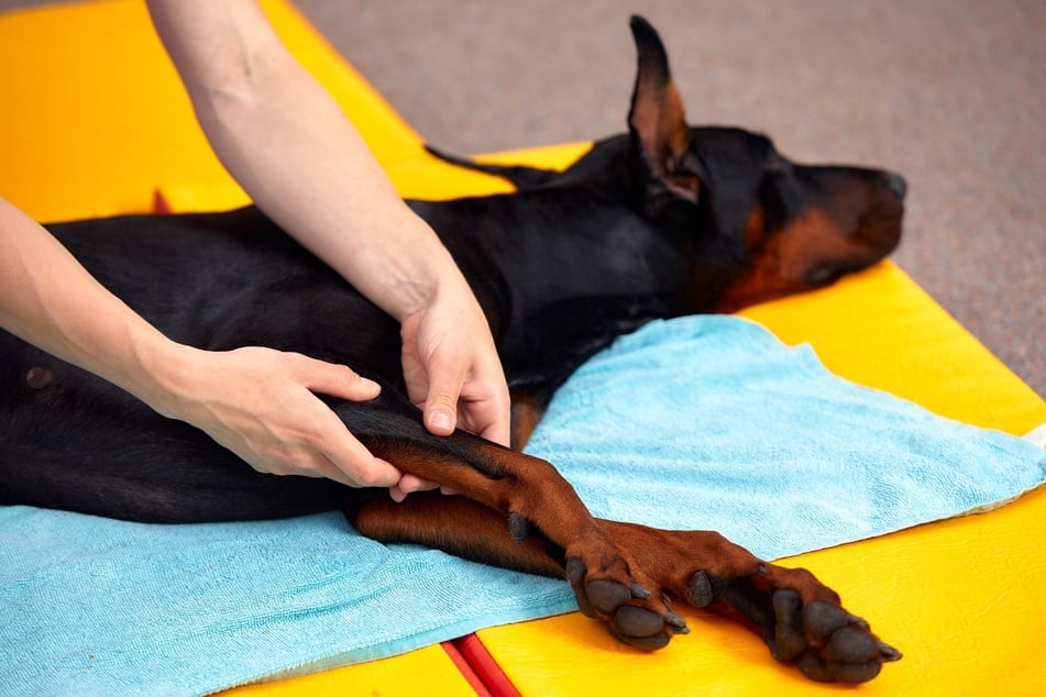 Wenn ein Hund Muskelkater hat, können Massagen helfen.