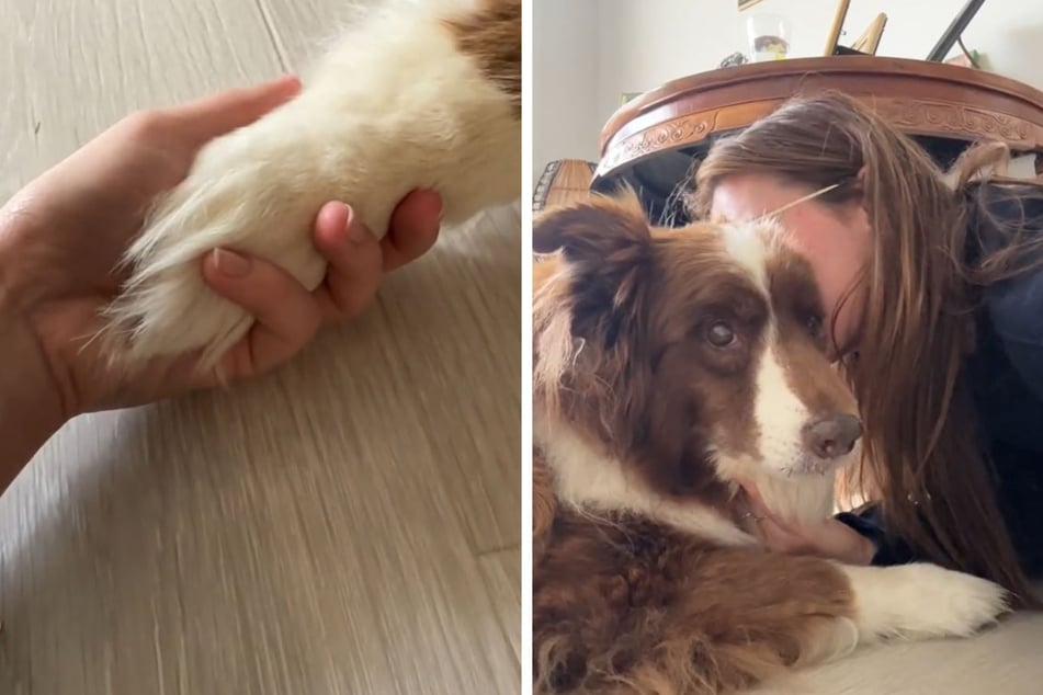 Frauchen zeigt herzergreifende, letzte Momente mit ihrem Hund: Dann stirbt er