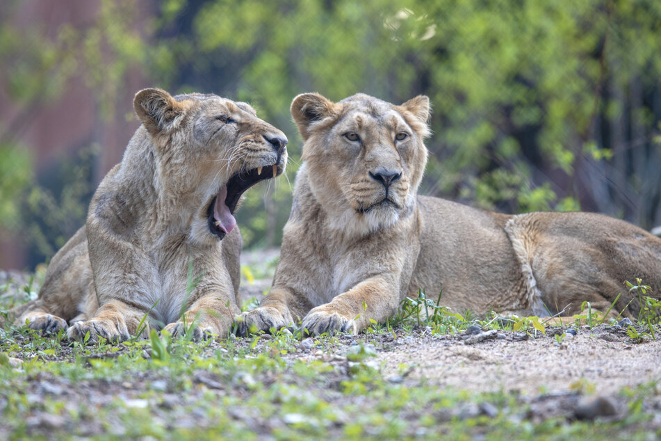 Löwen-Babys überleben erste Nacht im Schweriner Zoo nicht