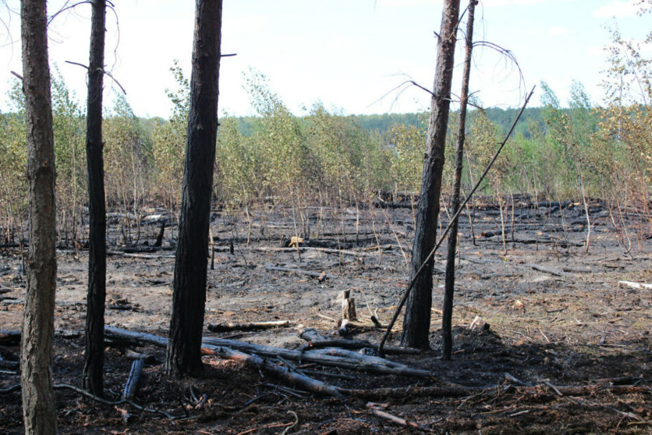 Grill löst Waldbrand an Campingplatz aus