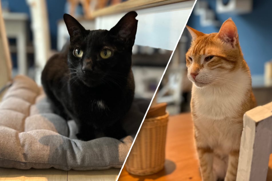 Mellow (l.) und Rebell sind zwei der sechs "Katers Köök"-Katzen, die ab Juni ein neues Zuhause suchen.