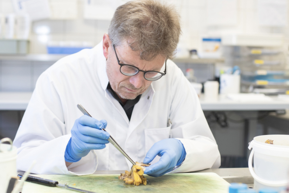 Hans Bösmüller arbeitet in einem Labor in der Pathologie der Uniklinik Tübingen.