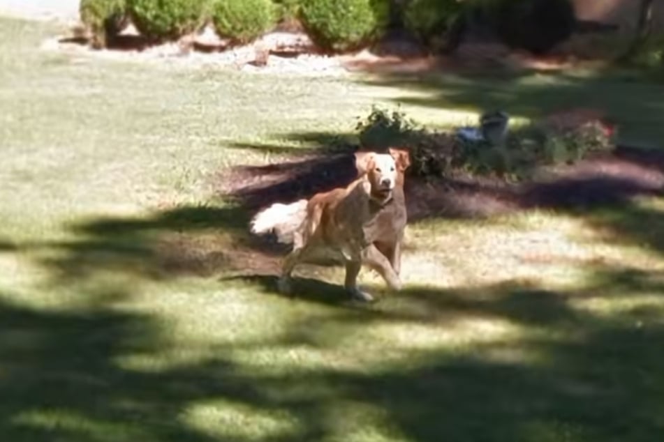 Becky Turners Kindheitshund Sonny tobt auf Google-Maps-Aufnahmen aus dem Jahr 2011 durch den Vorgarten ihres Elternhauses.