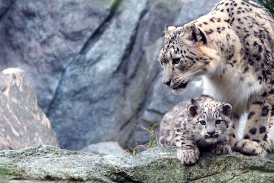 Herz rutschte in die Hose: So spannend war der erste Trip in die Außenanlage für die Leoparden-Babys