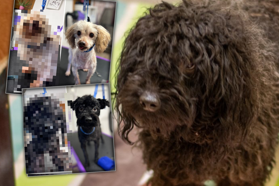 Rettern kamen die Tränen: Etliche Tiere aus Horror-Hundepension befreit