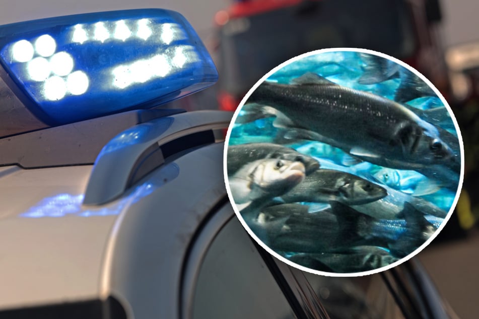 Auf der A3 hat ein Unfall zu einem kuriosen Einsatz der Feuerwehr geführt - mehrere Fische inklusive.