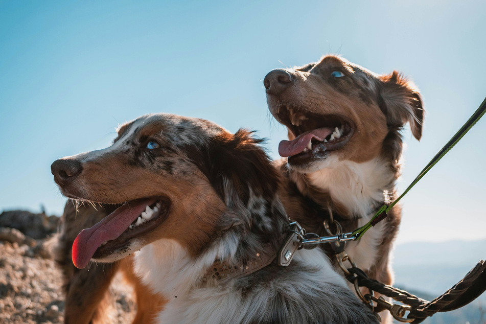 Australian shepherds are gorgeous and incredibly intelligent doggos.