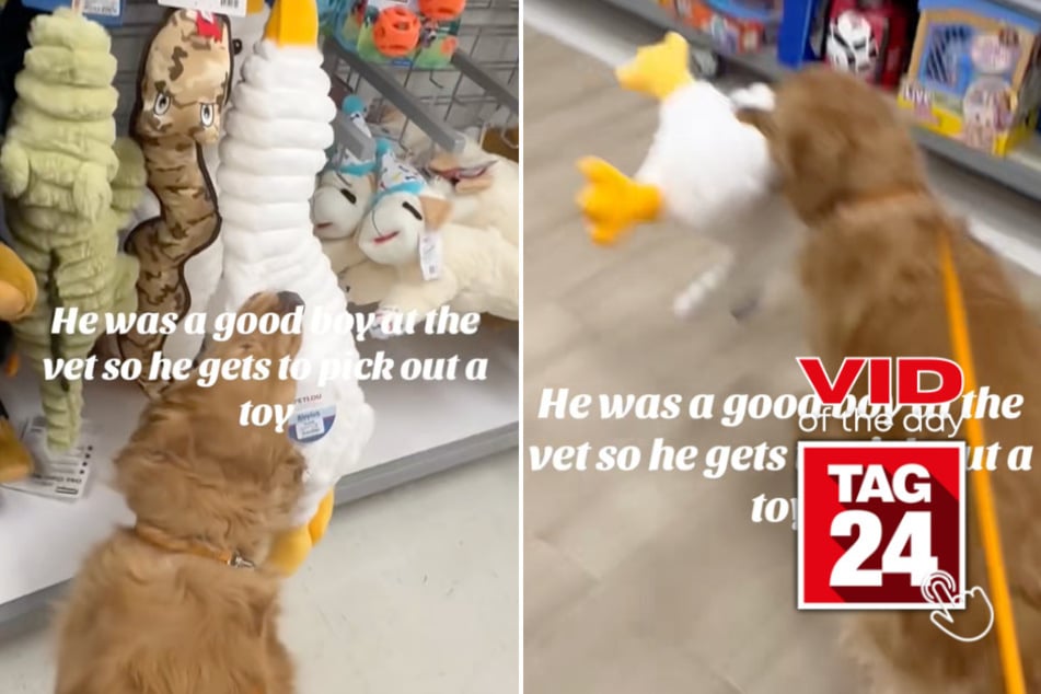 viral videos: Viral Video of the Day for March 21, 2026: Golden retriever gets to pick out new toy after vet visit