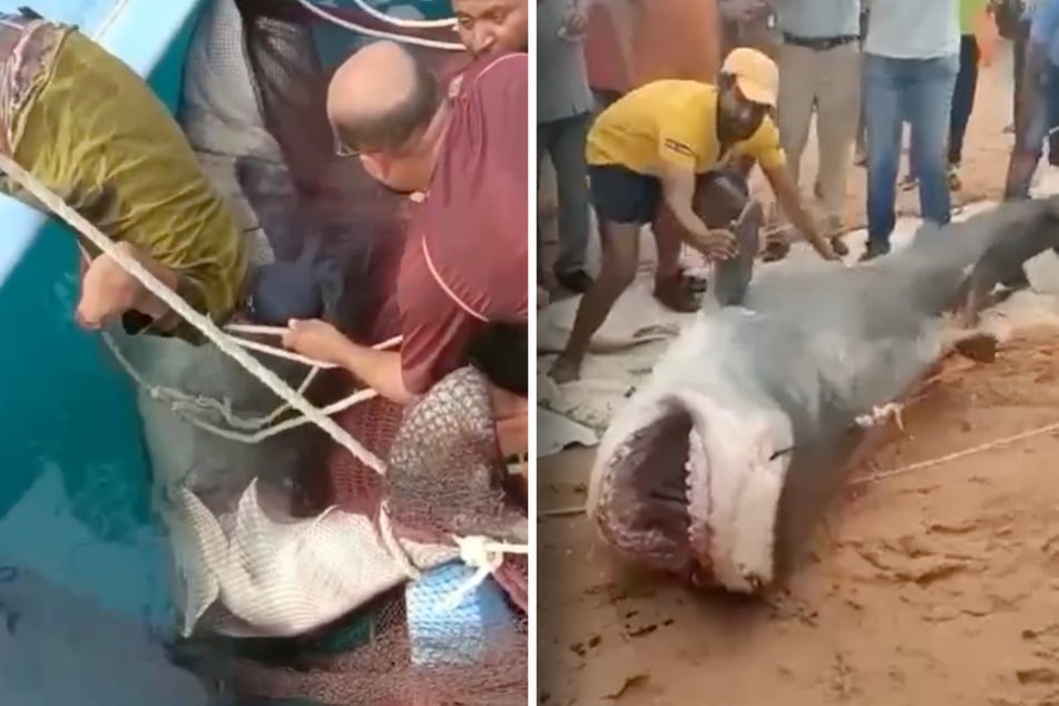 Das Tier wurde eingefangen, dann an den Strand gebracht, wo wütende Menschen mit Eisenstangen auf den Hai einprügelten.