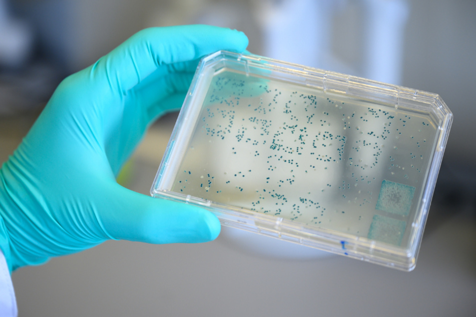 Ein Mann schaut sich in einem Labor des biopharmazeutischen Unternehmens Curevac einen Träger mit Bakterien an, aus denen DNA und anschließend RNA gewonnen wird.