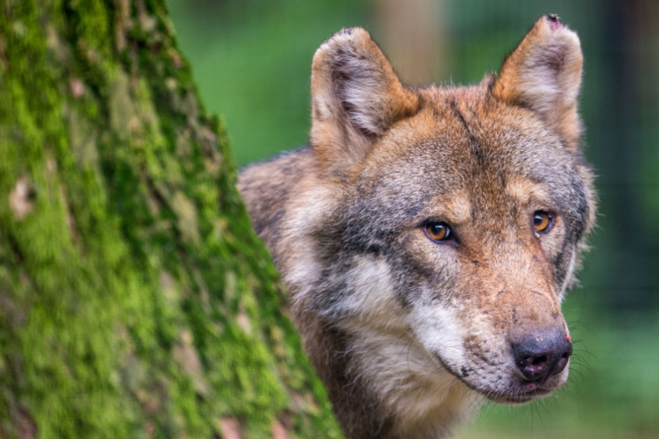 Ist im Kreis Eichstätt ein Wolf unterwegs? (Symbolbild)