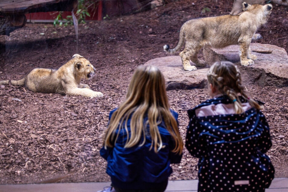 Ein zwei Wochen altes Löwenbaby ist im Schweriner Zoo gestorben.