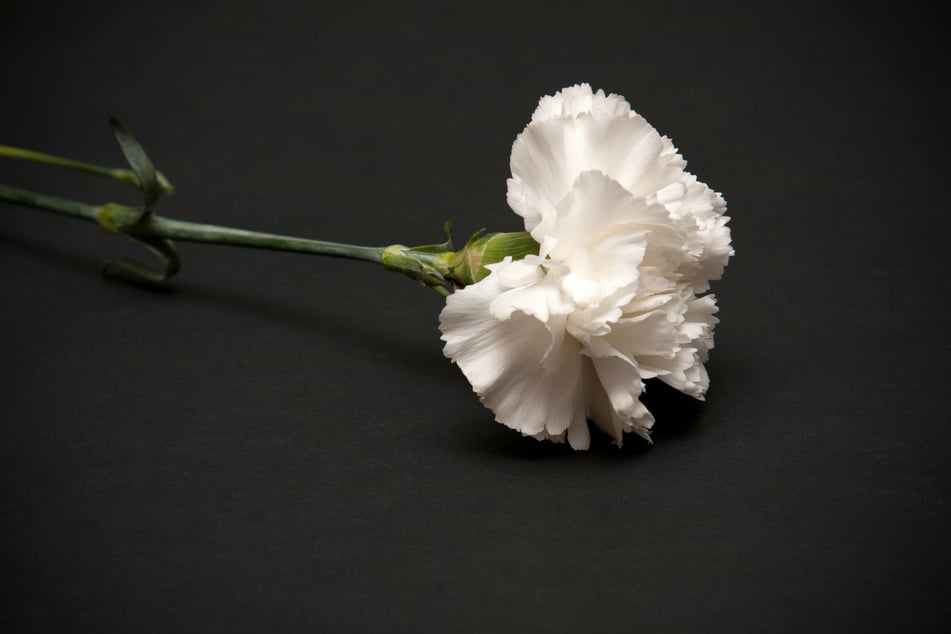 White carnations were Jarvis' mother's favorite flower and became a symbol of Mother's Day early on (stock image).