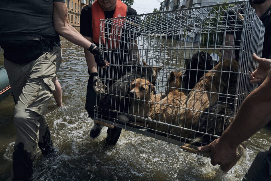 Freiwillige tragen einen Käfig mit Hunden, die aus der überschwemmten Stadt Cherson evakuiert werden.