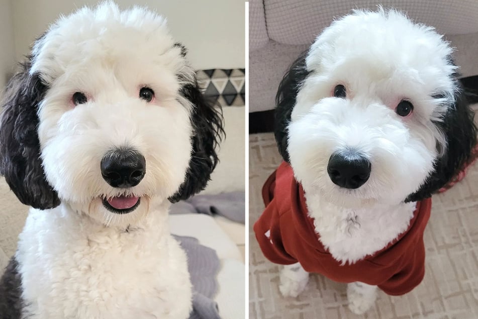 Bayley is a Sheepadoodle, while Snoopy is a different dog breed - a Beagle!