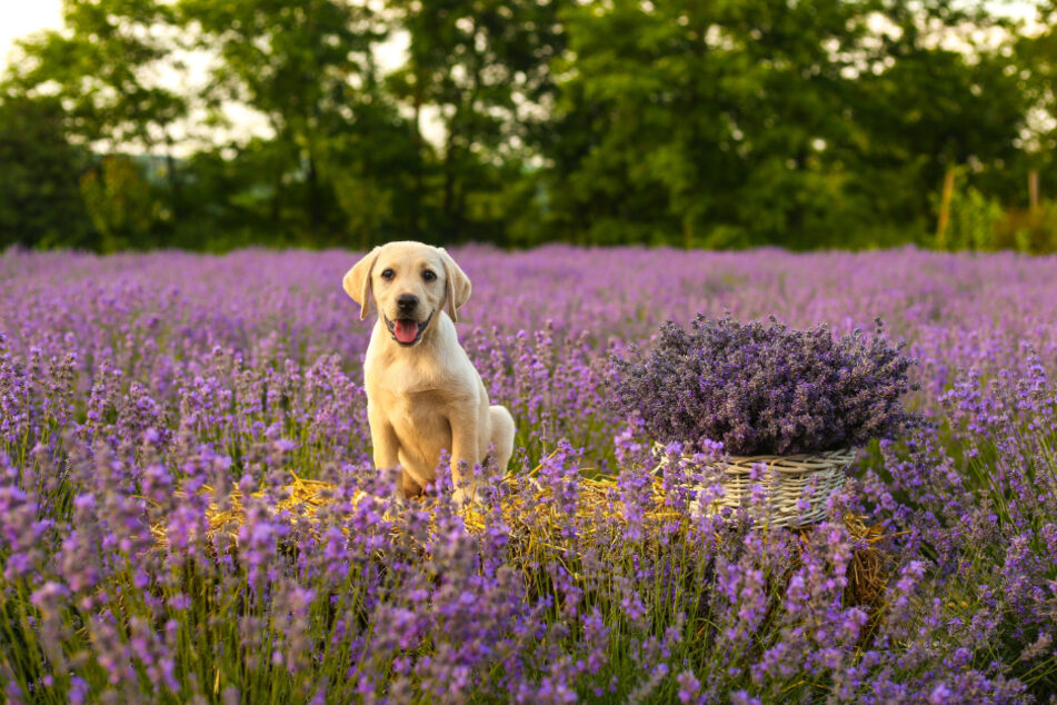 Inwieweit Hunde den Duft von Lavendel und anderen ätherischen Ölen ertragen, hängt vom individuell vom jeweiligen Tier ab.