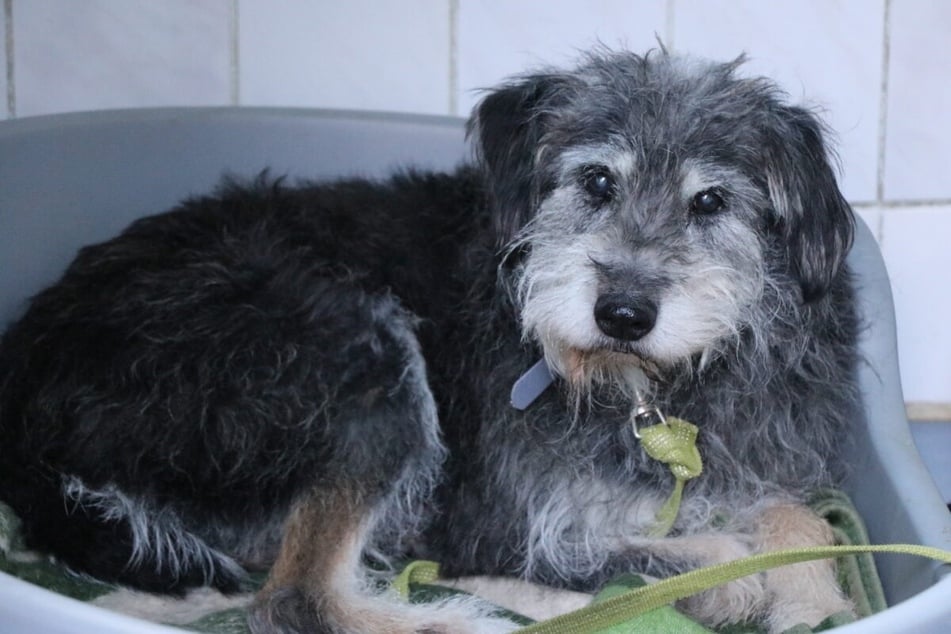 Mumin lebte viele Jahre in einem polnischen Tierheim, wo er sich stark zurückzog.