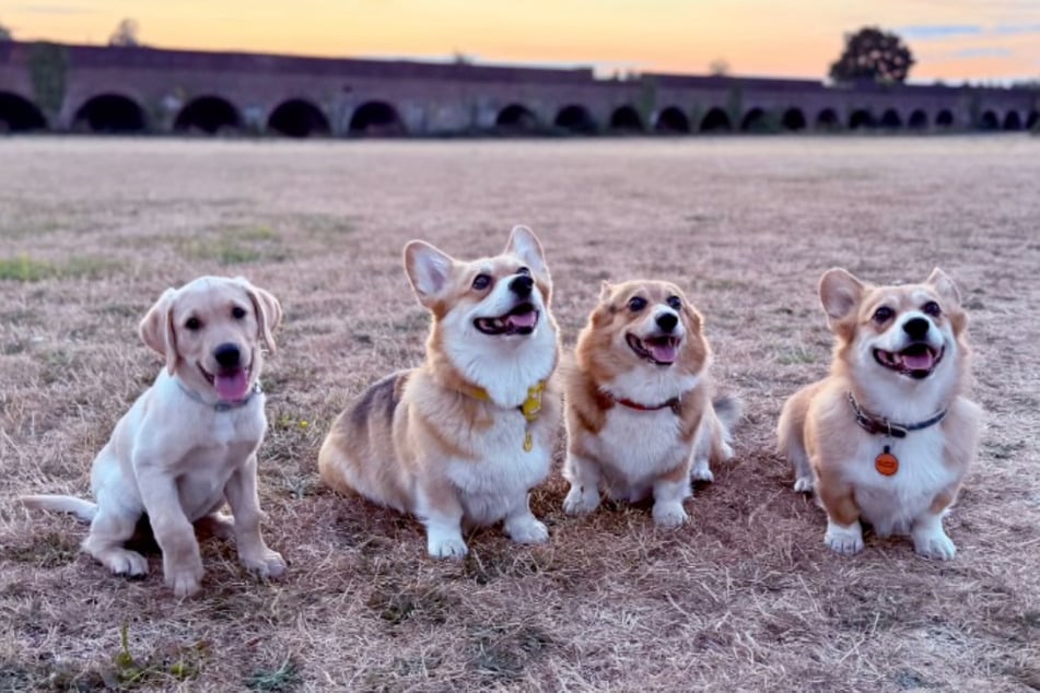 Ein Neuanfang: Labrador-Mädchen Mash bringt frischen Wind in die Corgi-Truppe.