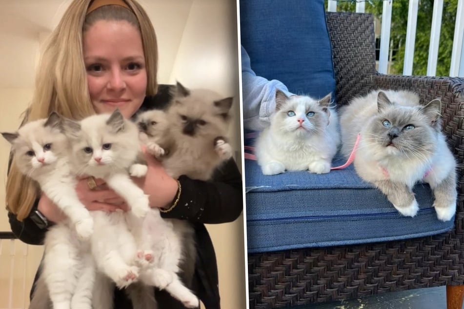 Von den vier Kätzchen hat Caroline nur Pinto Bean behalten (links im zweiten Foto). Die anderen hat sie an Freunde vermittelt.