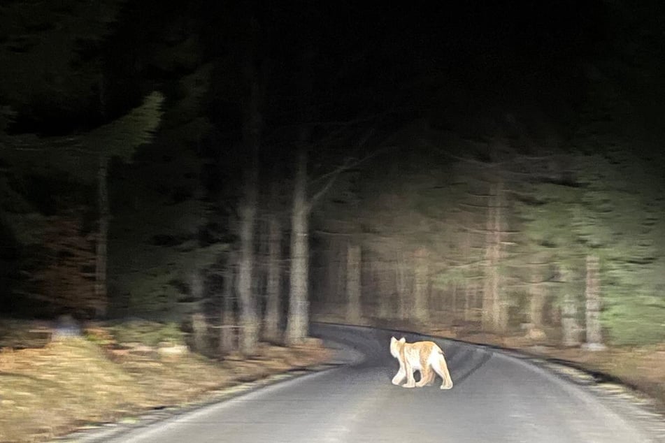 Der Tochter und dem Sohn von Vladimíra Visokaiová gelang es, bei der nächtlichen Begegnung Fotos des Tieres zu machen.