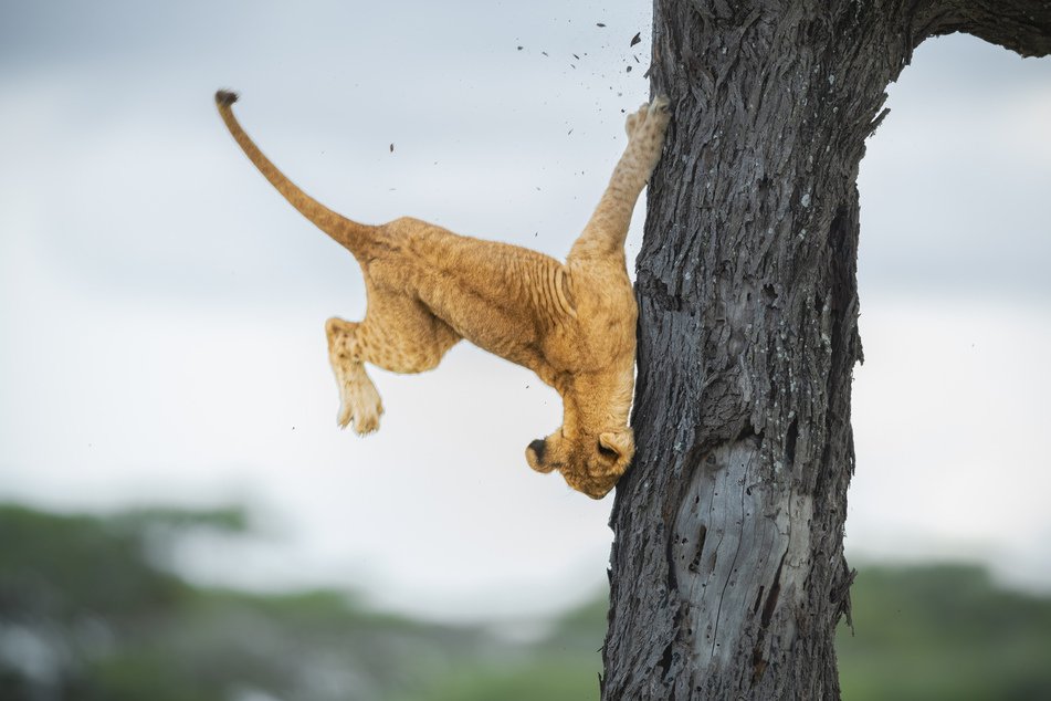 Photographer Jennifer Hadley's entry "Not so cat-like reflexes" was the overall winner of the Comedy Wildlife Photo Awards.