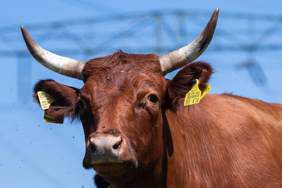 Auf einer eingezäunten Weide im Landkreis Rostock wurde ein Bulle ohne Kopf gefunden. (Symbolfoto)