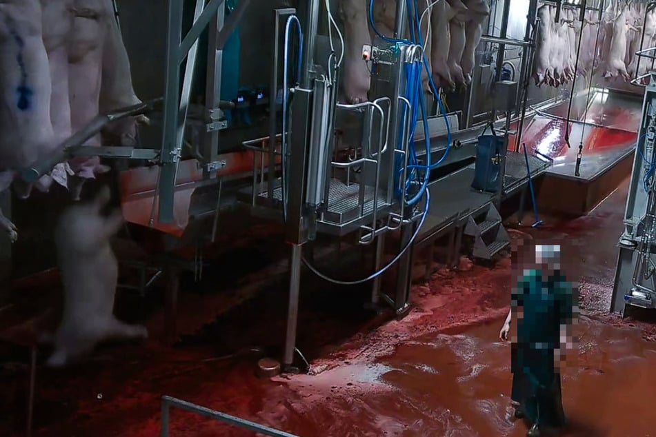 Abgetrennter Fuß, schreiende Schweine: Tierschützer zeigen Horror-Aufnahmen aus Tönnies-Schlachterei