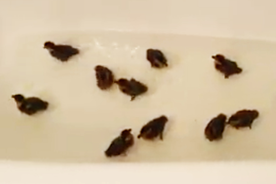 Zehn der zwölf Baby-Enten erholen sich in einer Badewanne, ehe sie wieder zum Fundort fahren und lauthals quaken müssen.