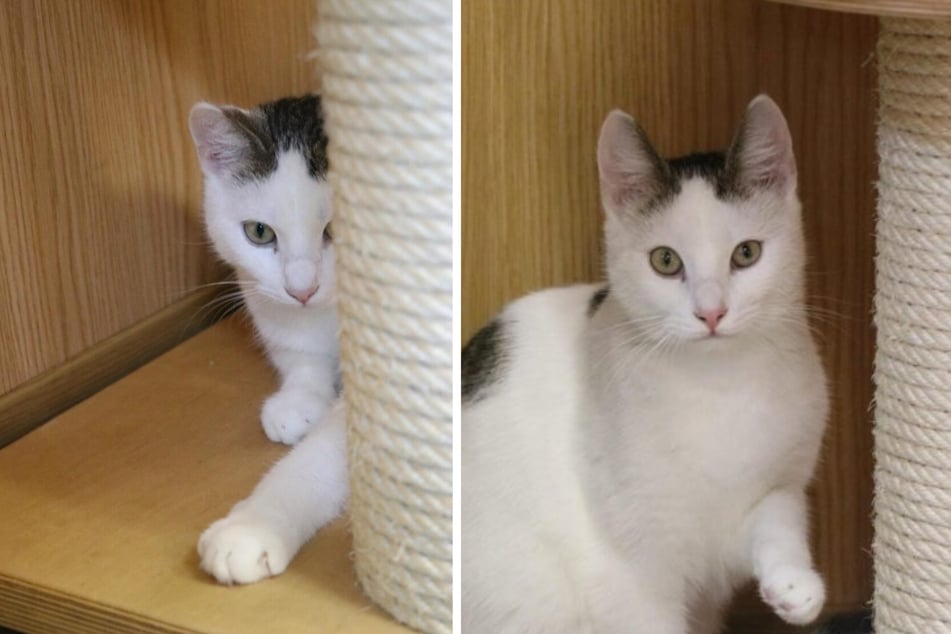 Ulli jest początkowo nieśmiały, ale z cierpliwością szybko ujawnia swoją zabawną naturę.