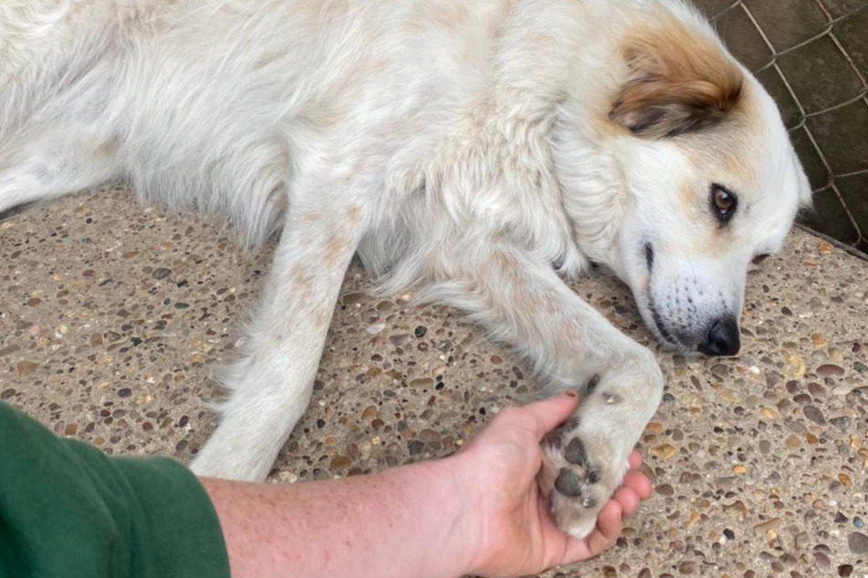 Niemand will ihn: Was Tierheim-Pfleger nach 550 Tagen über diesen Hund sagen, ist herzergreifend