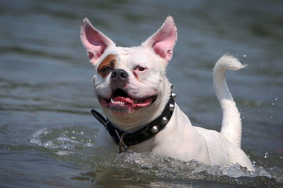 Coco ist eine Hundedame der Rasse American Bulldog. (Symbolbild)