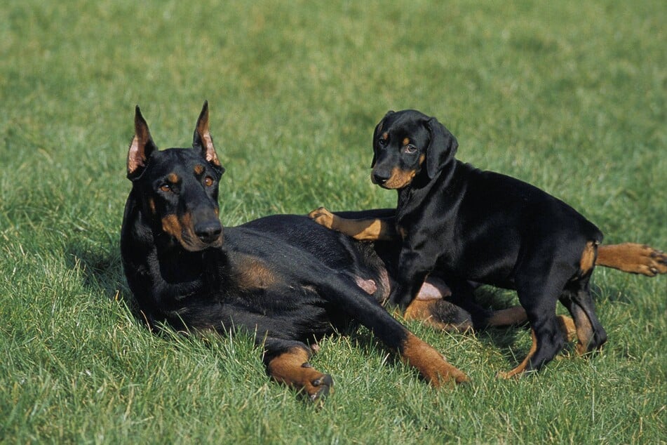 Dobermann Pinscher sind eine intelligente und einfühlsame Hunderasse.