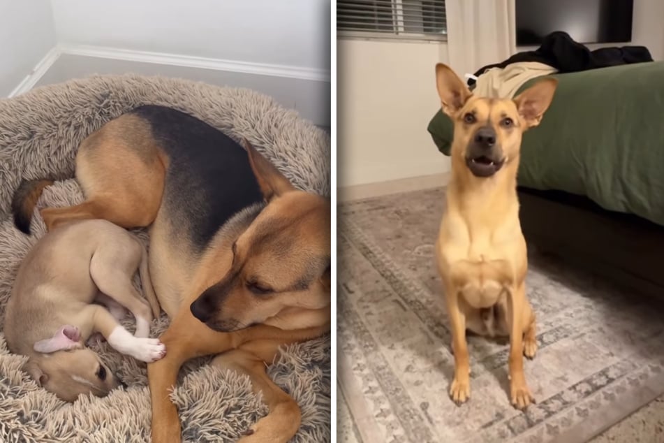 Hund bellt Herrchen nervös an: Sein Grund lässt so viele dahinschmelzen
