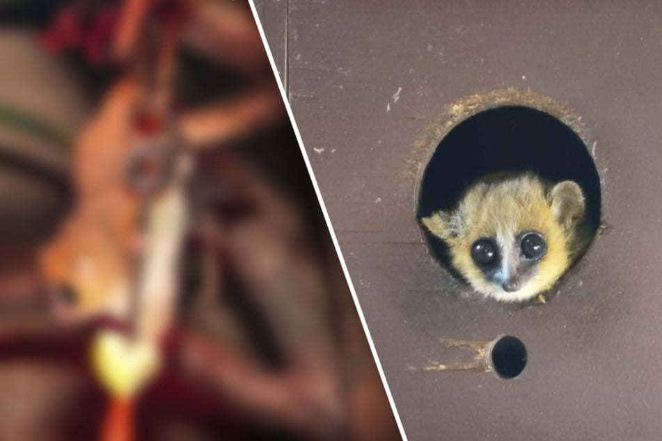 Putziger Winzling erblickt Licht der Welt: Dieses Tier ist weder ein Hamster noch eine Maus