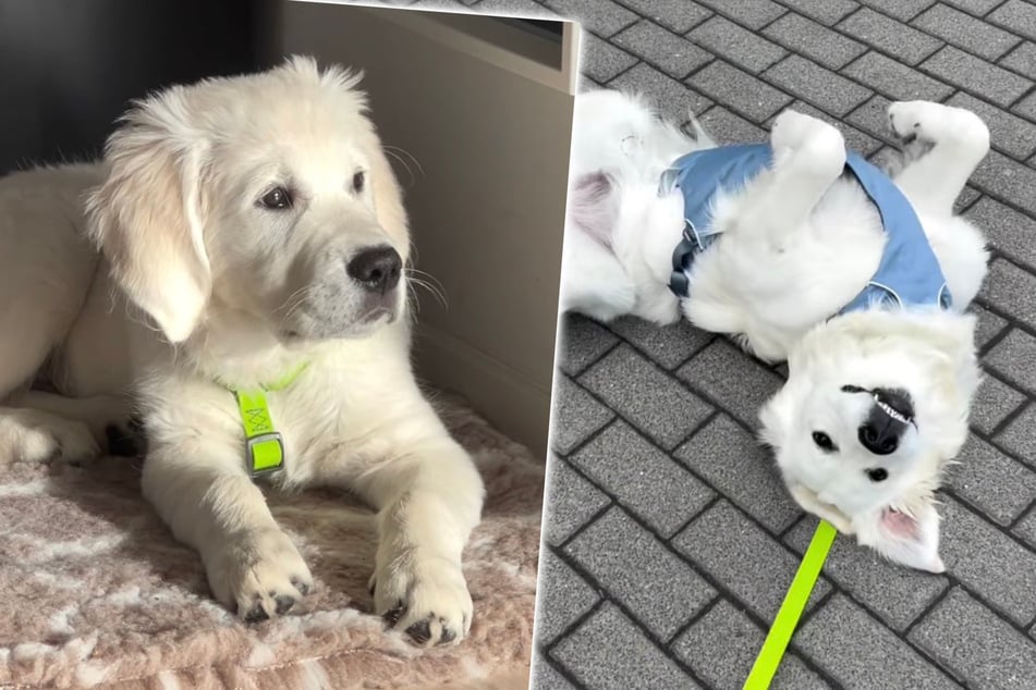Golden Retriever stirbt mit nur vier Jahren: Bei neuem Hund macht Besitzerin alles anders