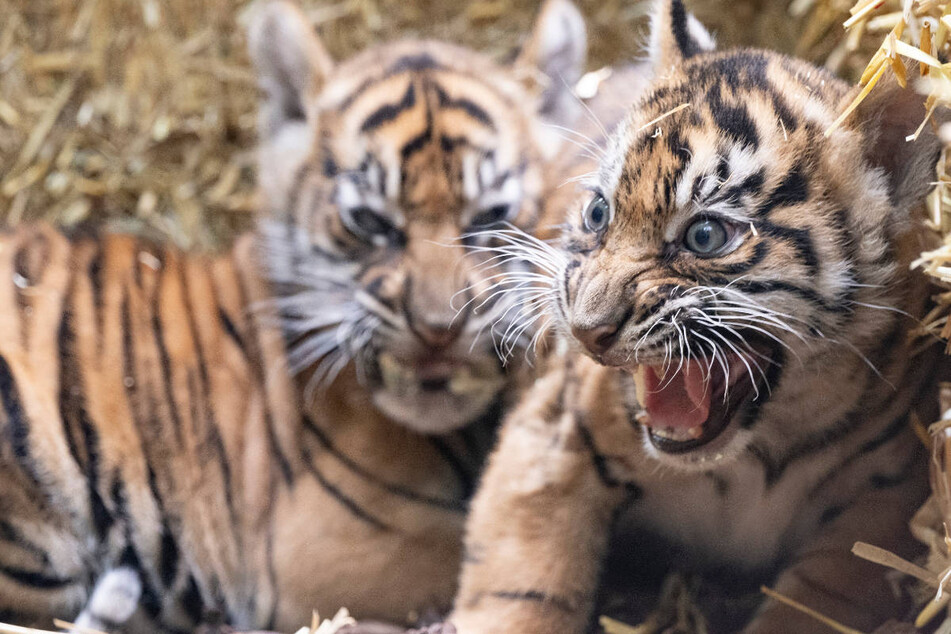 Da sind sie! Tiger-Babys "Raja" und "Rimba" im Frankfurter Zoo vorgestellt