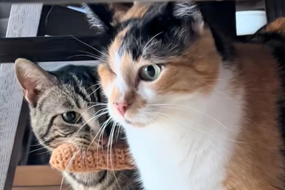 Blitzt in Serie ab: Kater Chase will die einäugige Millie zurück. Sie hat aber die Schnauze voll von ihm.