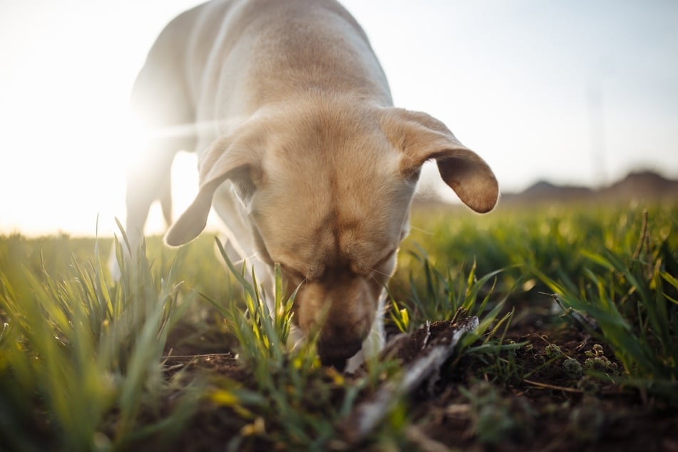 Hunde riechen ähnlich wie Menschen, nur sehr viel besser.