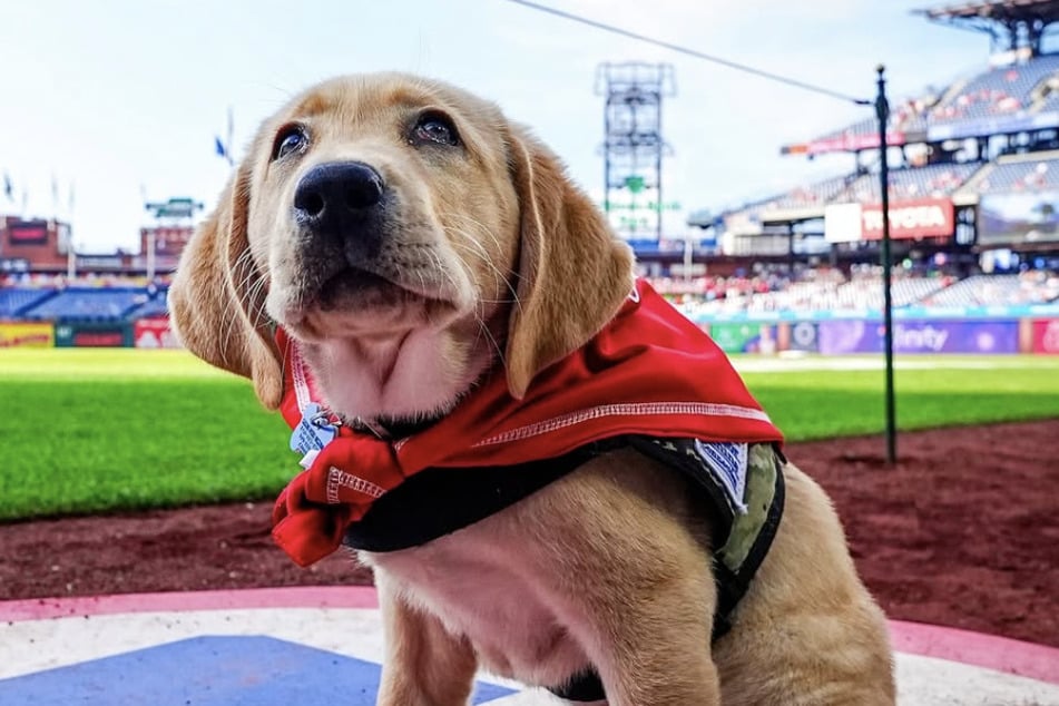 Labrador-Welpe Tugger durfte sogar schon im Stadion die Fans begrüßen.