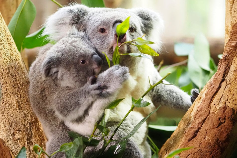 Erlinga (4), Yuma (5, nicht im Bild) und ihr Nachwuchs Inala (8 Monate) bleiben zurück.