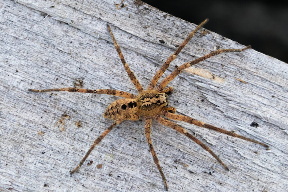 Die Nosferatu-Spinne hat es gerne warm und trocken und breitet sich selbst in Bayern immer weiter aus.