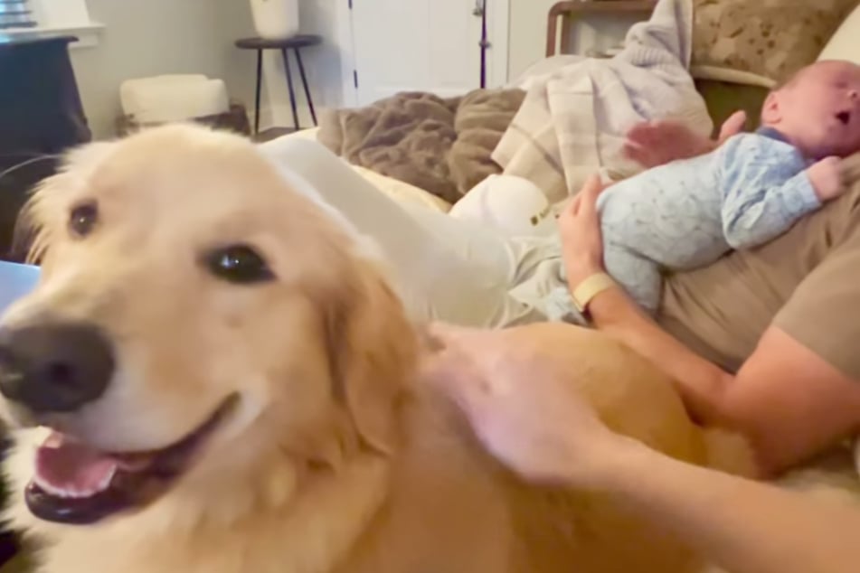 Golden-Retriever-Weibchen Daphne will offenbar alles, was das Baby bekommt - im Zweifel auch Muttermilch.