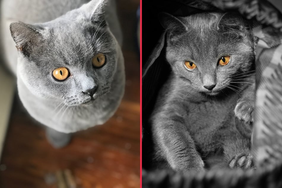 British shorthairs are some of the most adorable and friendly domestic cats.