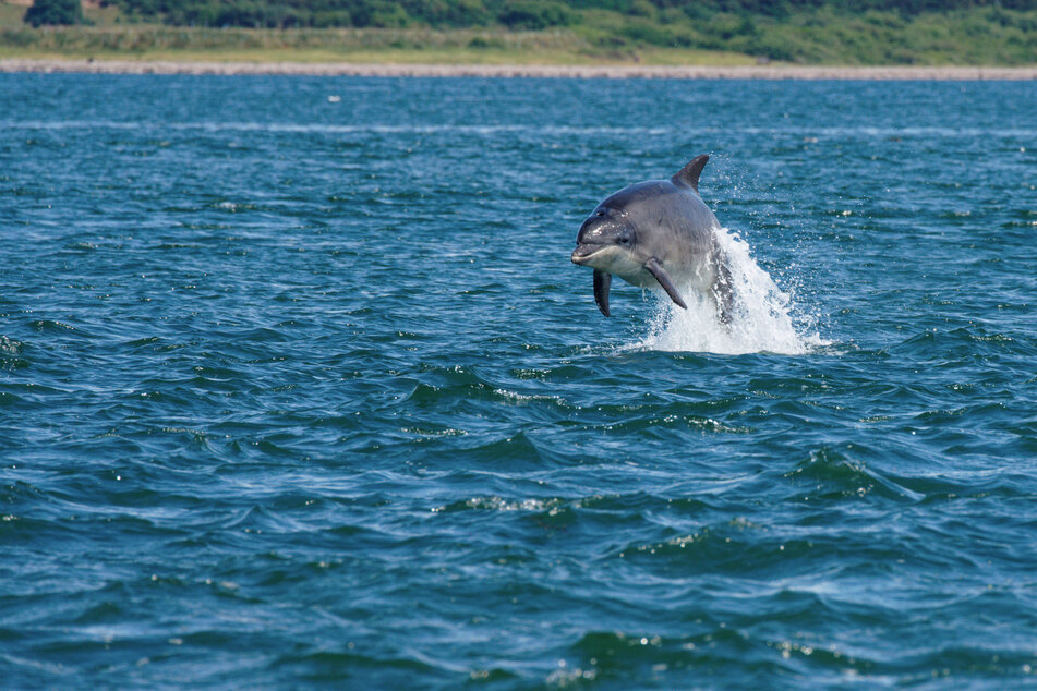 More research is needed to determine how to virus spread to the dolphin and why it is so resistant to treatments.
