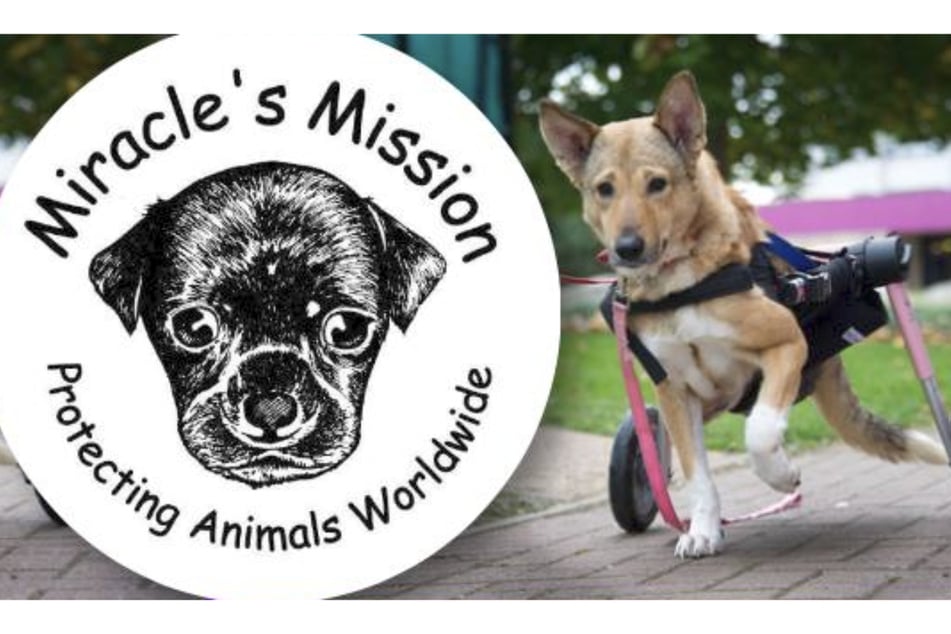 Seit rund zehn Jahren setzt sich die britische Tierschutzorganisation Miracle's Mission für bedürftige Lebewesen ein.