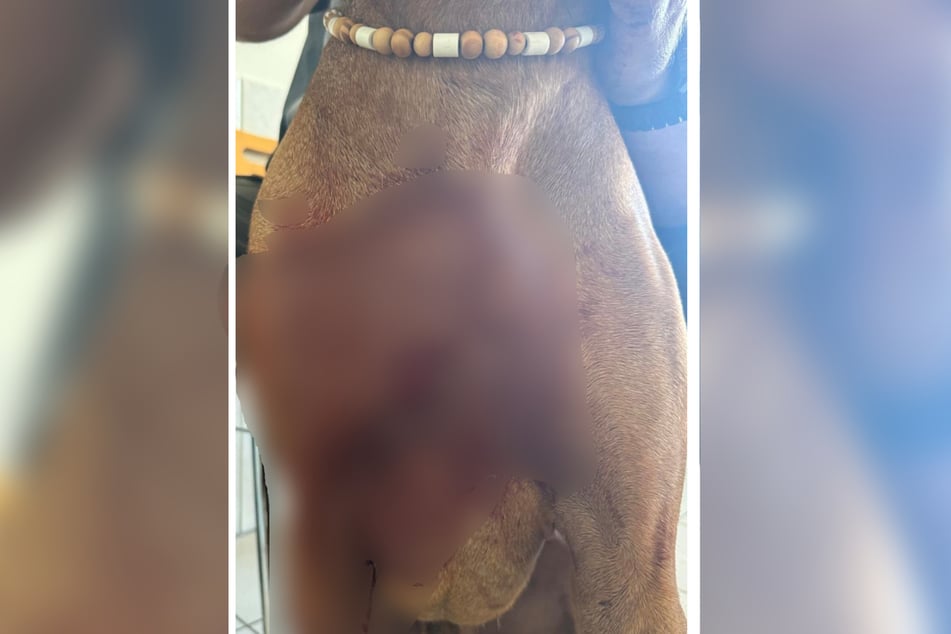 Mit schweren Verletzungen kam der Ridgeback in eine Tierklinik.